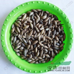 批發(fā)各種桂花種子 金桂 桂花 丹桂 工程綠化