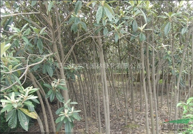 [供应]大量低价出售高杆女贞，大叶女贞，红叶李，紫薇，三角枫，黄连木，