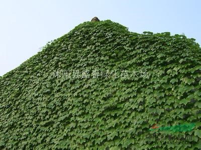 銷售 觀賞植物 爬山虎 爬山虎苗 爬山虎價(jià)格 爬山虎供應(yīng)商