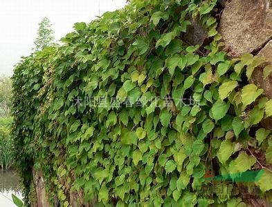 供應　美麗攀緣植物　常青藤 常青藤價格 常青藤規(guī)格