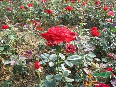 紅帽月季 紅帽月季小苗 紅帽月季工程苗 基地直銷