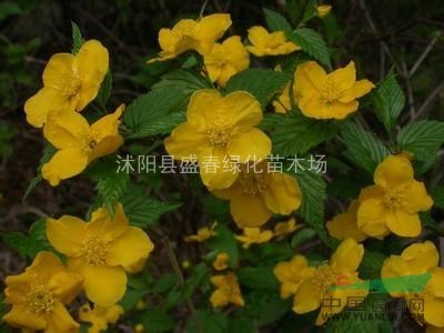 大量銷售各種工程苗木 棣棠苗 棣棠基地