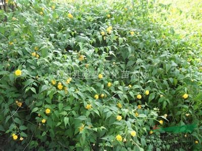 大量銷售各種工程苗木 棣棠苗 棣棠基地