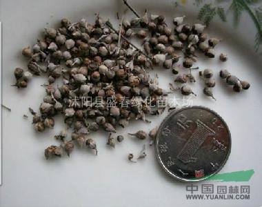 供應(yīng)全國 水保護坡 灌木種子-荊條 荊條種子 荊條種子價格