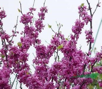 銷售 紫荊種子批發(fā) 紫荊樹苗價格 林木種子批發(fā)(發(fā)芽率高）