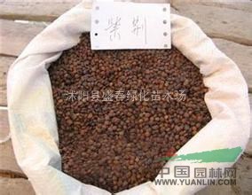 銷售 紫荊種子批發(fā) 紫荊樹苗價格 林木種子批發(fā)(發(fā)芽率高）