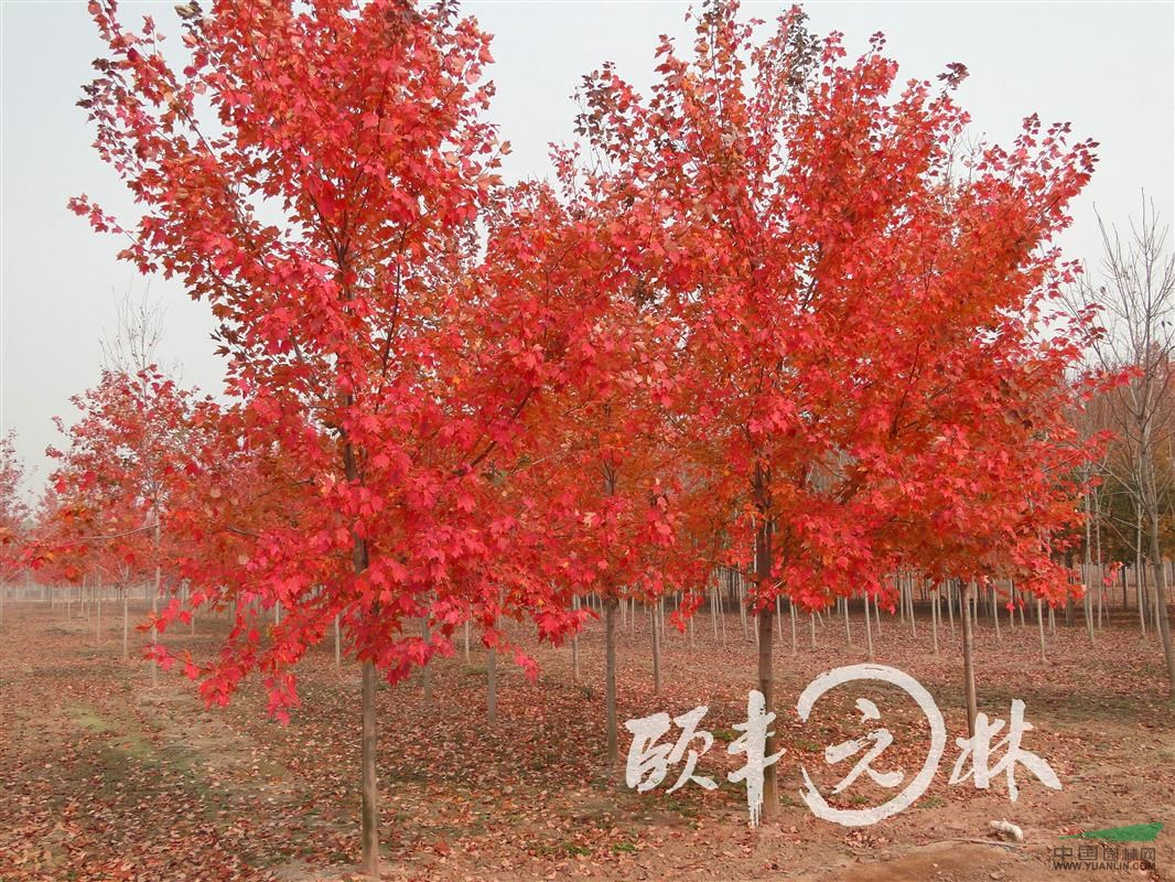 美國紅楓夕陽紅