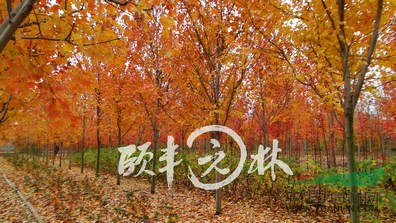 美國紅楓夕陽紅