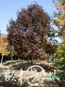 美國(guó)秋紫臘