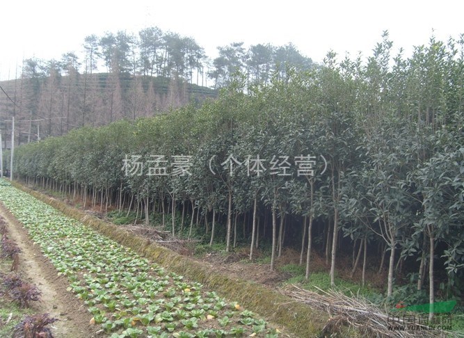  桂花小苗