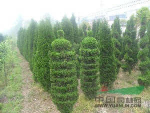 主營日本櫻花.西府海棠.藍天竹.金葉女貞.桂花.廣玉蘭檜柏
