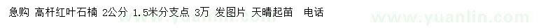求購(gòu)2公分高桿紅葉石楠  