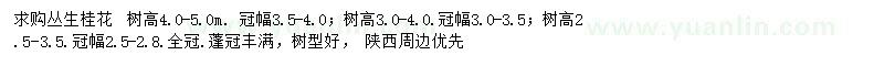 求購高4-5米桂花