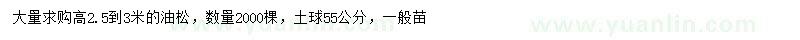 求購高2.5-3米油松