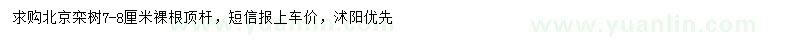 求購7-8公分北京欒樹