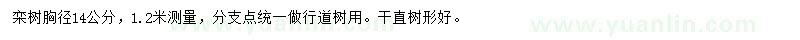 求購胸徑14公分欒樹
