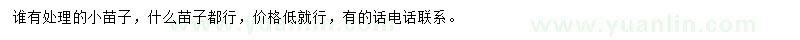 求購(gòu)處理的小苗子