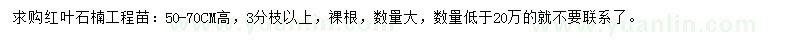 求購高50-70公分紅葉石楠