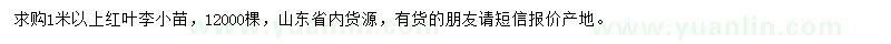 求購1米以上紅葉李小苗