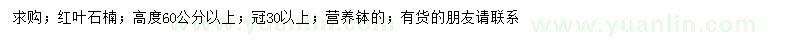 求購(gòu)高60公分以上紅葉石楠