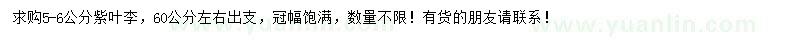 求購(gòu)5-6公分紫葉李