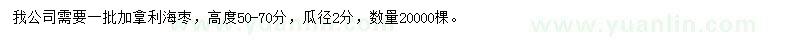 求購高50-70公分加拿利海棗