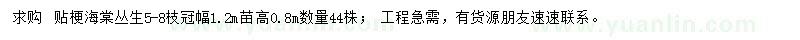 求購貼梗海棠叢生