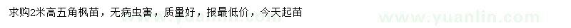 求購高2米五角楓
