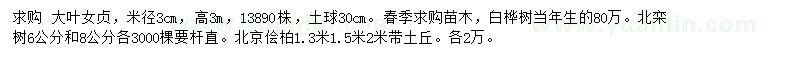 求購大葉女貞、白樺樹、北欒樹等