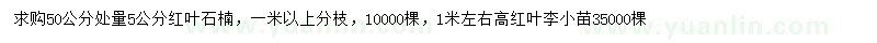 求購50公分處量5公分紅葉石楠、1米左右高紅葉李小苗