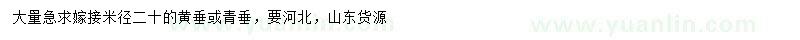 求購米徑20公分黃垂、青垂