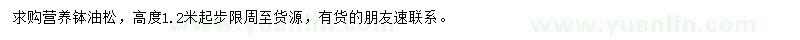 求購(gòu)高1.2米油松