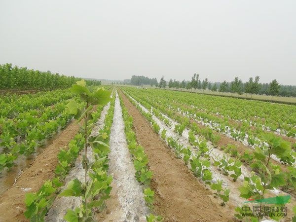 法桐小苗最新價(jià)格/法桐小苗報(bào)價(jià)