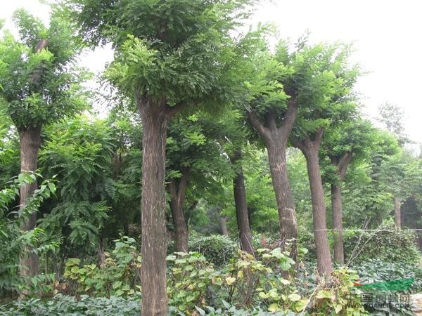 山東速生國(guó)槐信息