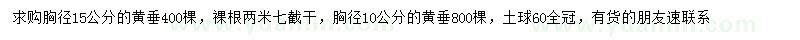 求購(gòu)胸徑10、15公分黃垂
