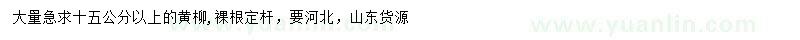 求購(gòu)十五公分以上黃柳
