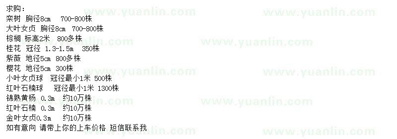 求購欒樹、大葉女貞、棕櫚等