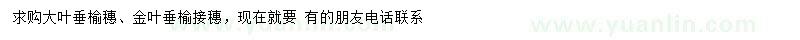求購大葉垂榆穗、金葉垂榆接穗
