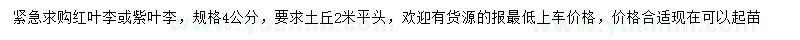 求購4公分紅葉李或紫葉李