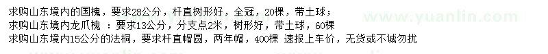 求購國槐、龍爪槐、法桐
