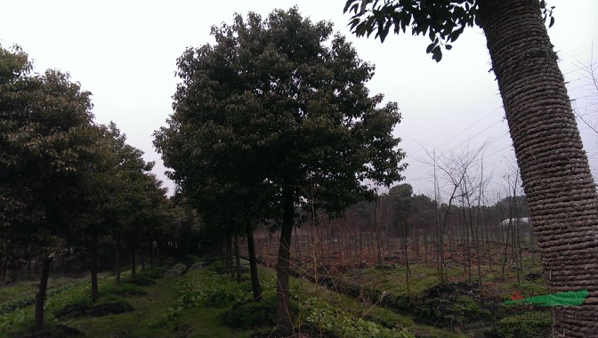 香樟樹