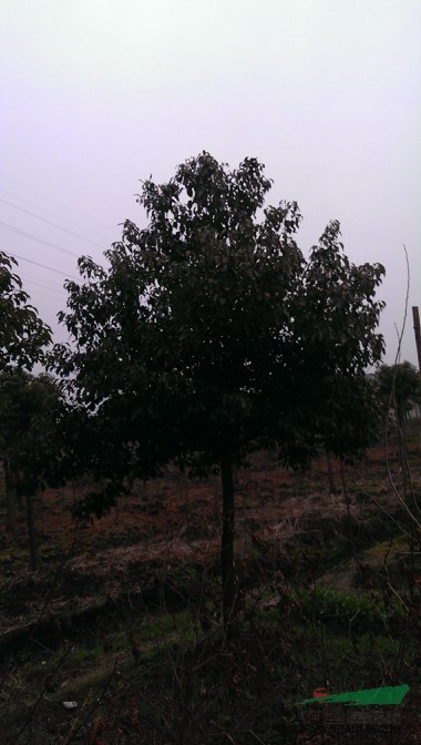 香樟樹
