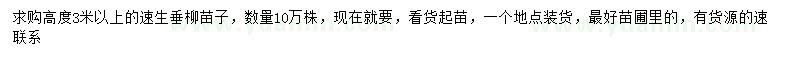 求購3米高速生垂柳