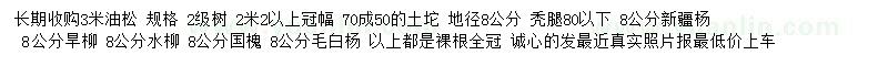 求購3米油松
