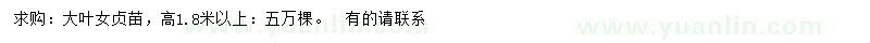 求購高1.8米以上大葉女貞苗