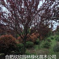 安徽红叶李，乌桕，五角枫，马褂木，三角枫，丛生朴树。