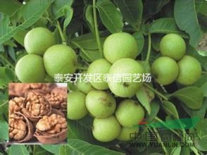 核桃苗_香玲核桃苗