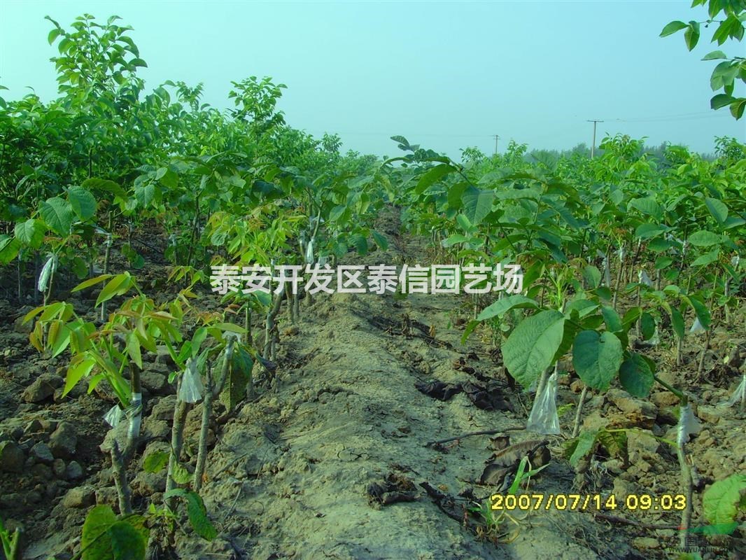 核桃樹苗_核桃樹苗價格