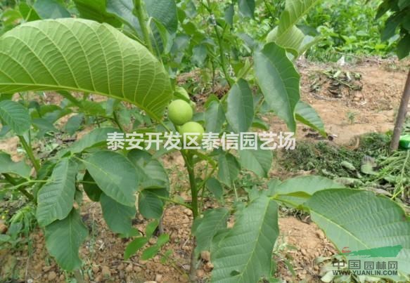核桃樹苗_核桃樹苗價格