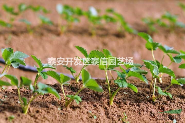 供應(yīng)草莓苗、紅顏草莓苗